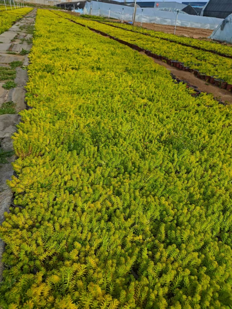 佛甲草