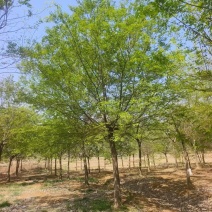 朴树价格15-20公分朴树