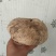 【新疆美味蘑菇批发】天然野生美味蘑菇产地直供鲜香浓郁