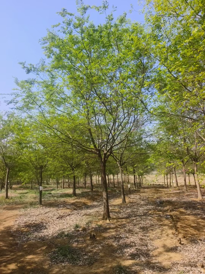 朴树价格15-20公分朴树