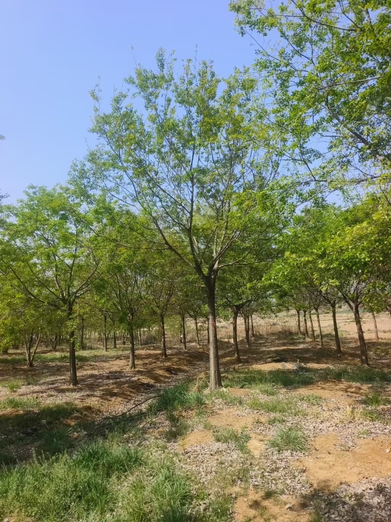 朴树价格15-20公分朴树