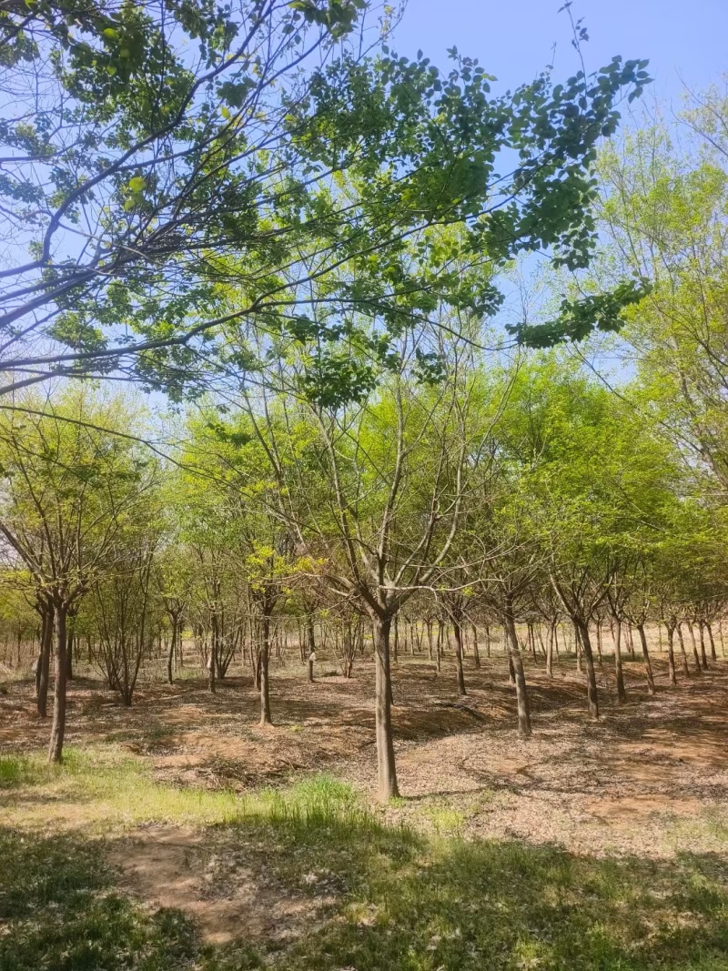 朴树价格15-20公分朴树