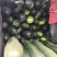 黑皮冬瓜9斤以上