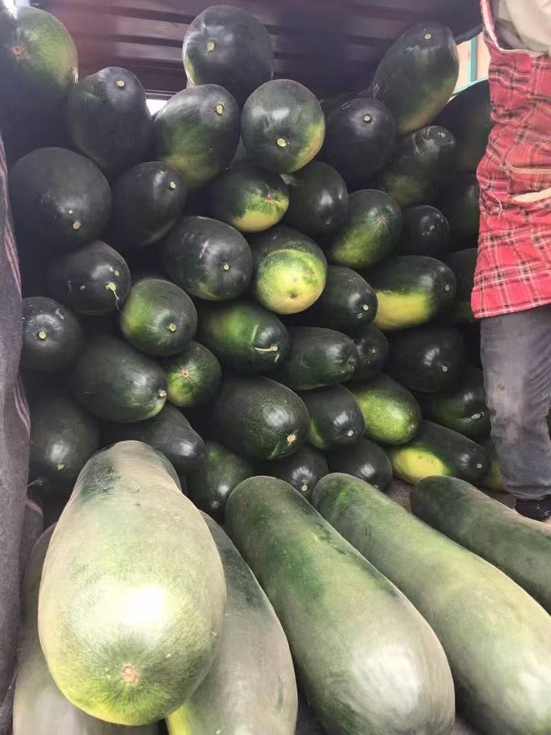 黑皮冬瓜9斤以上