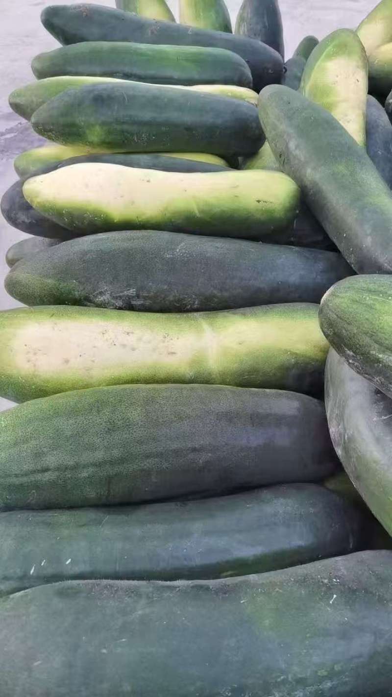 黑皮冬瓜9斤以上
