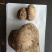 【新疆美味蘑菇批发】天然野生美味蘑菇产地直供鲜香浓郁