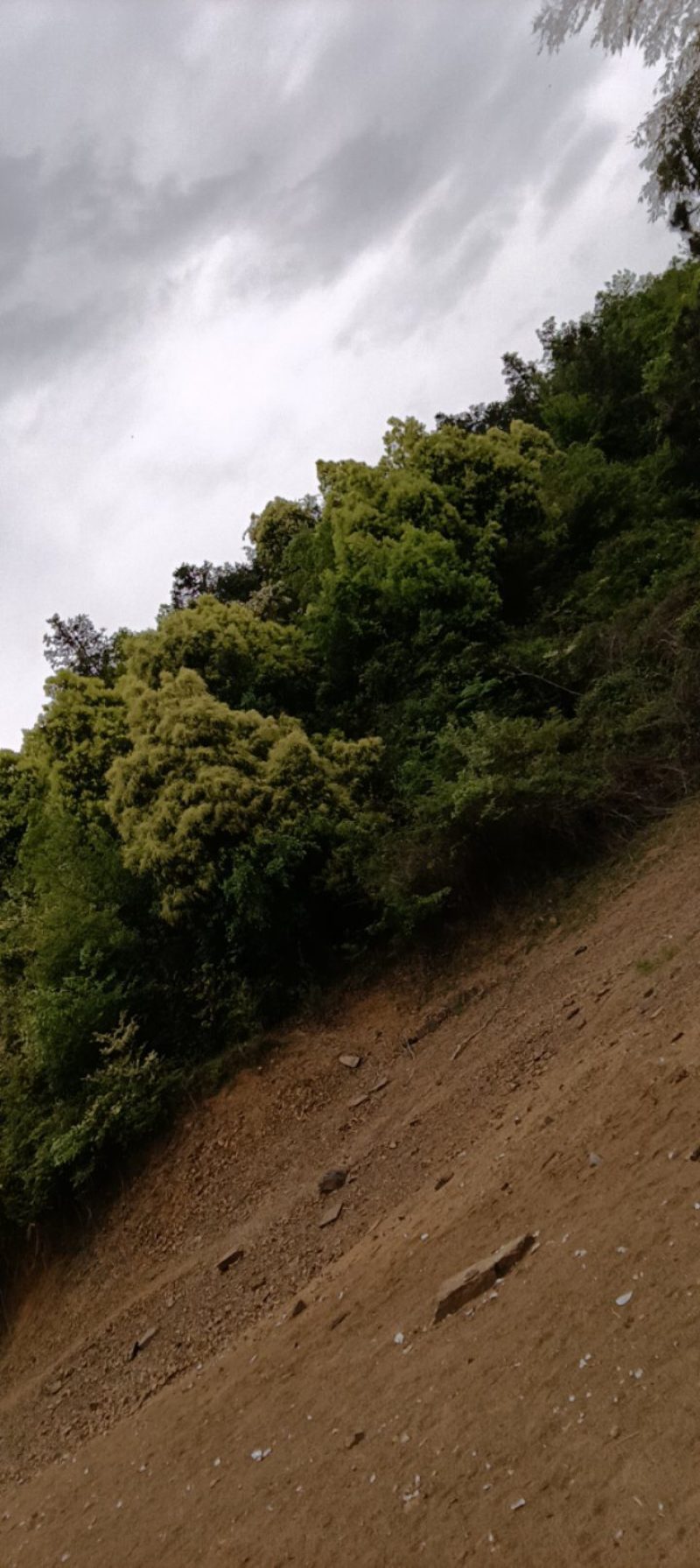湖北苦槠子充饥粮坚果干果