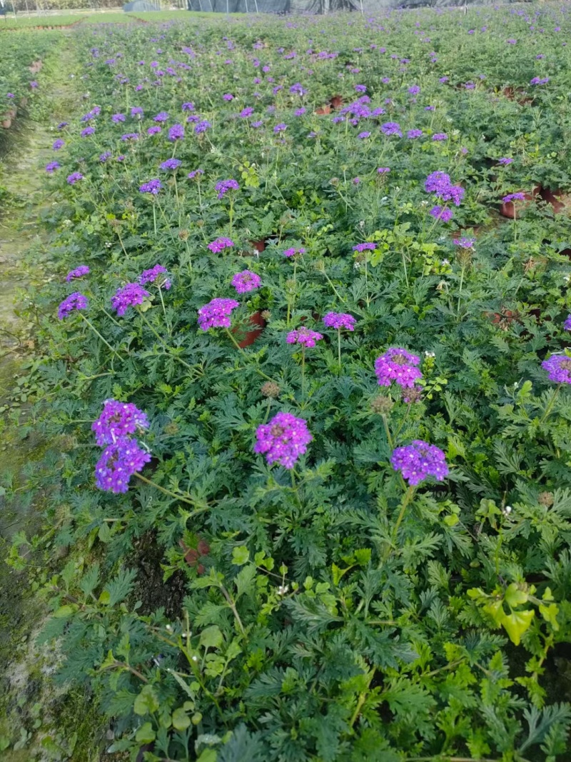 美女樱杯苗，高度20-30厘米，各种大小杯，基地常年直销