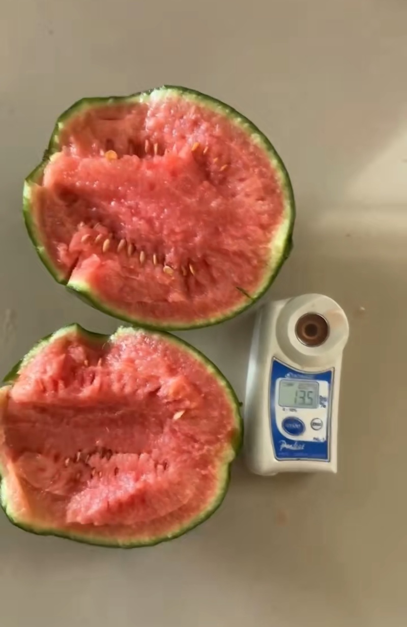 砀山精品早春红玉大量上市，原产地一手货源，欢迎前来选购