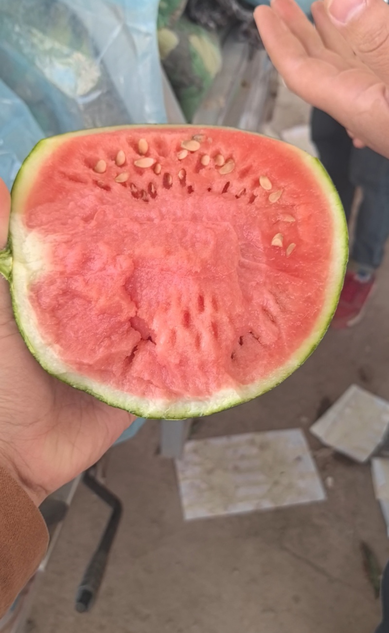 砀山精品早春红玉大量上市，原产地一手货源，欢迎前来选购