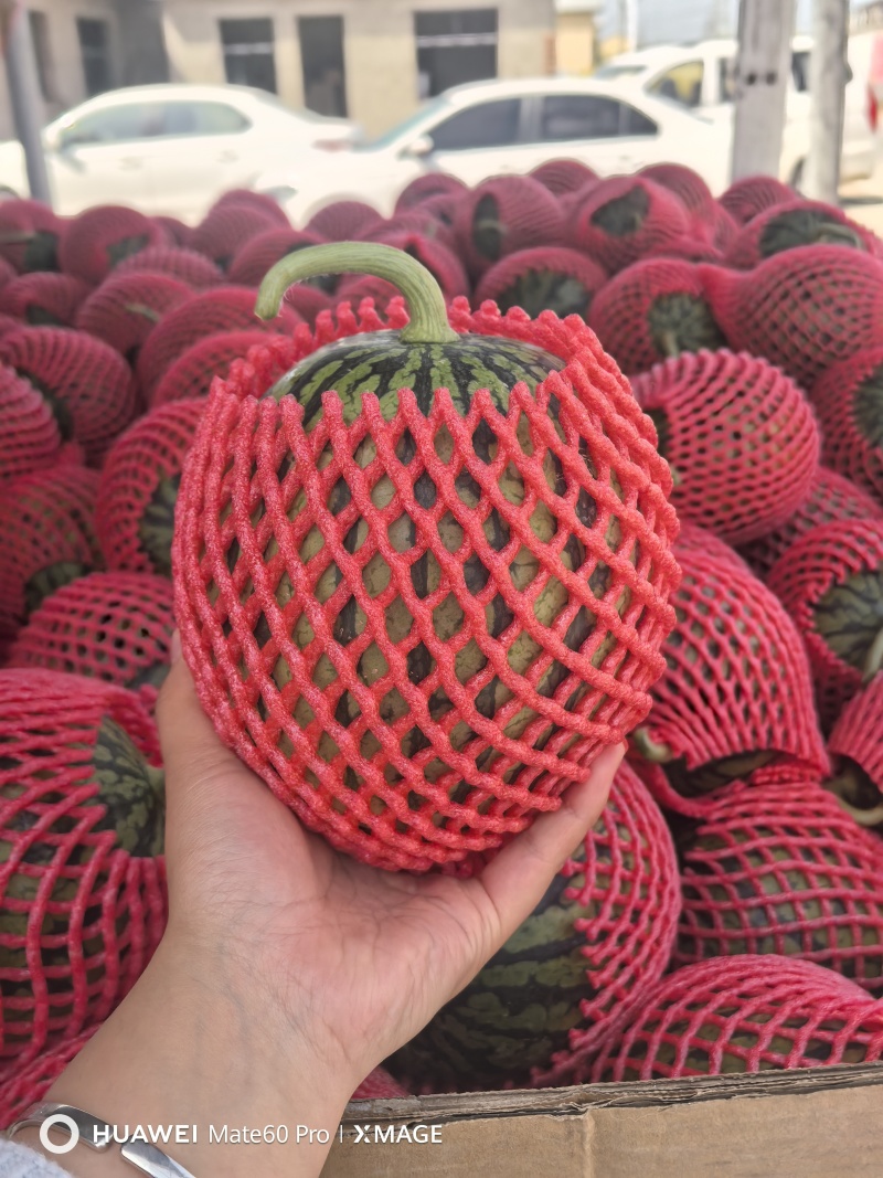 砀山精品早春红玉大量上市，原产地一手货源，欢迎前来选购