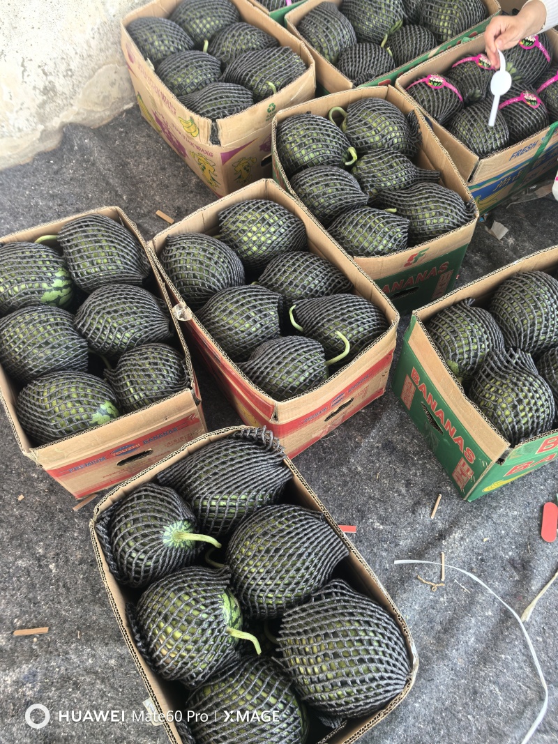 砀山精品早春红玉大量上市，原产地一手货源，欢迎前来选购