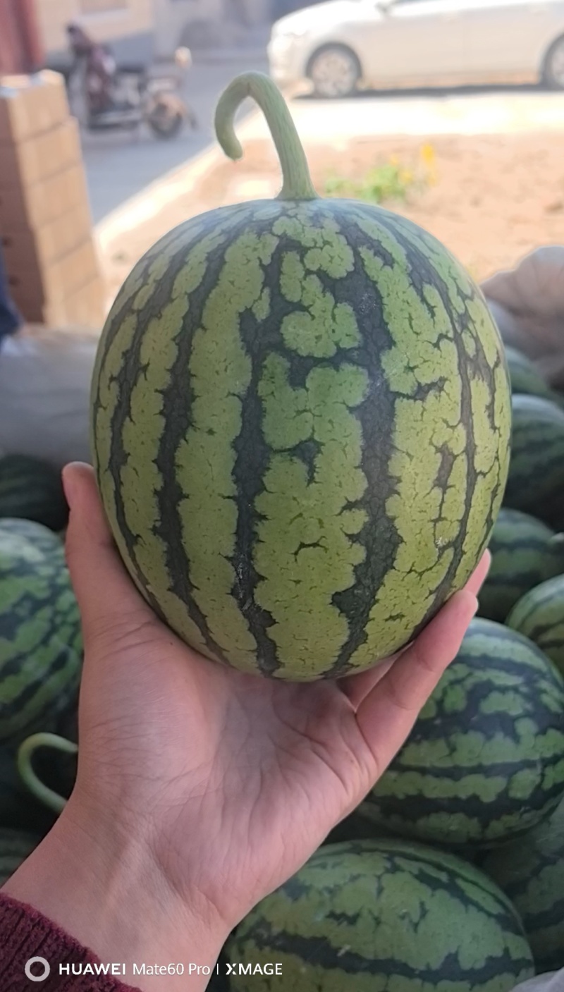 砀山精品早春红玉大量上市，原产地一手货源，欢迎前来选购