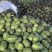 砀山精品早春红玉大量上市，原产地一手货源，欢迎前来选购