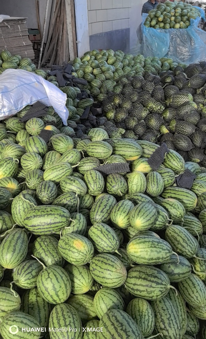 砀山精品早春红玉大量上市，原产地一手货源，欢迎前来选购