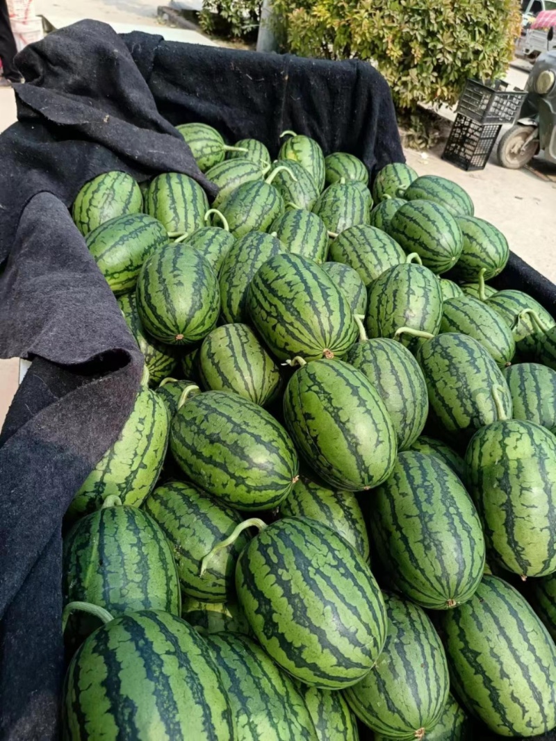 砀山精品早春红玉大量上市，原产地一手货源，欢迎前来选购