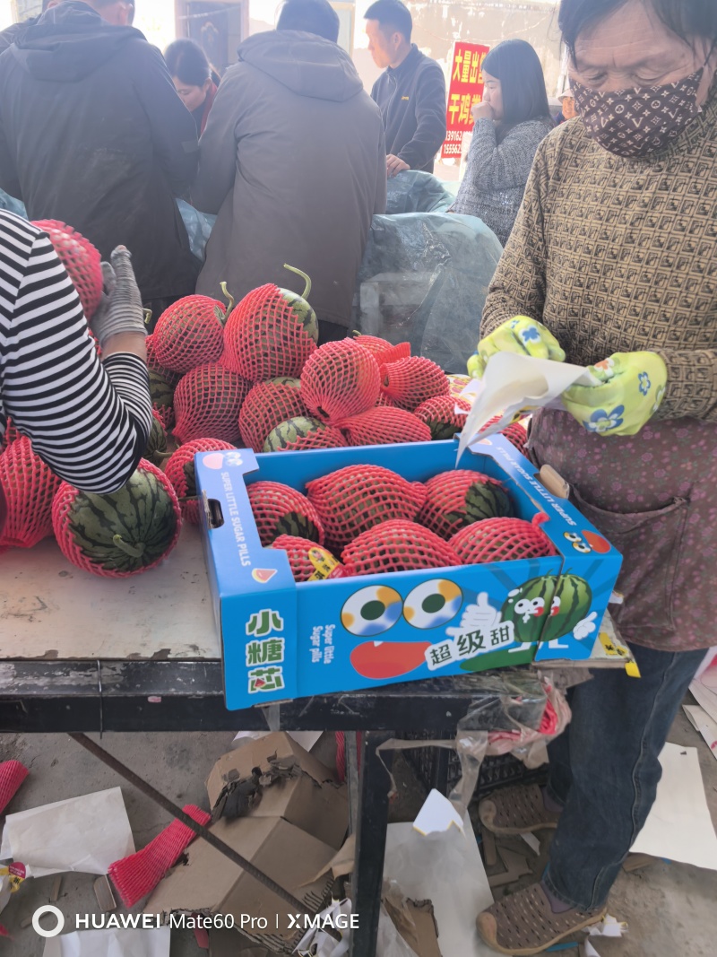 砀山精品早春红玉大量上市，原产地一手货源，欢迎前来选购