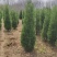 【实力推荐】甄选蜀桧品质保障价格美丽诚信经营