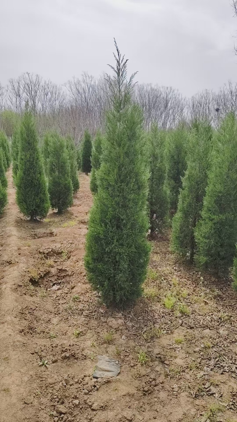 【实力推荐】甄选蜀桧品质保障价格美丽诚信经营