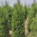 【实力推荐】甄选蜀桧品质保障价格美丽诚信经营