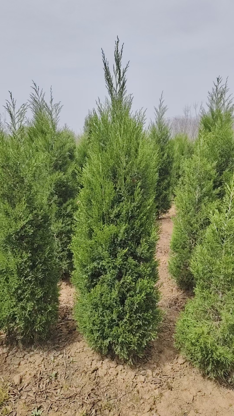 【实力推荐】甄选蜀桧品质保障价格美丽诚信经营