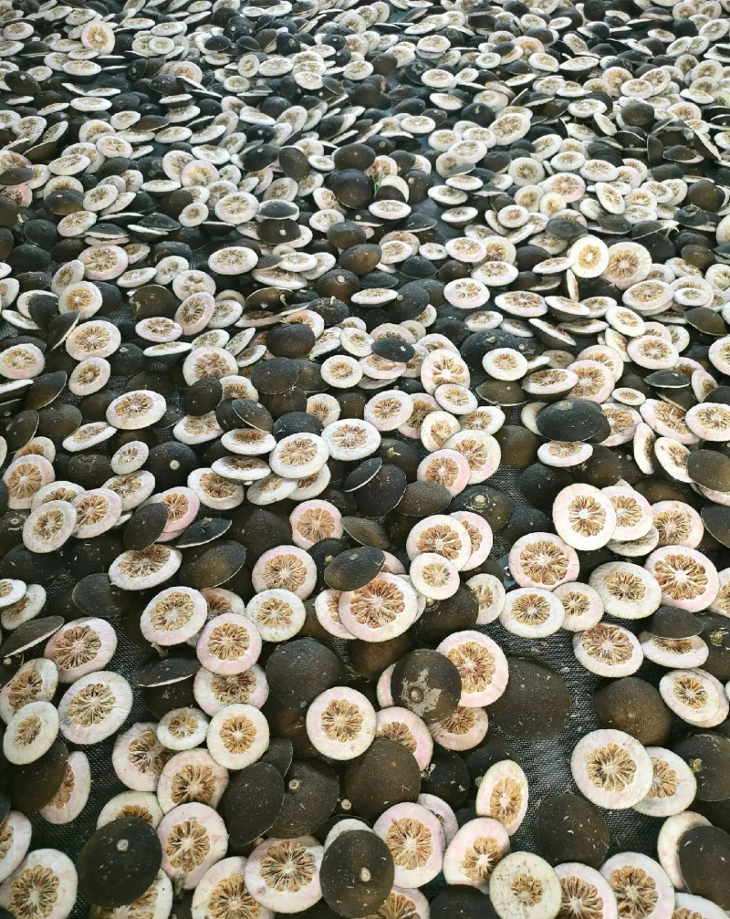柚子落地果枳实枳壳高品质鲜果大量供应