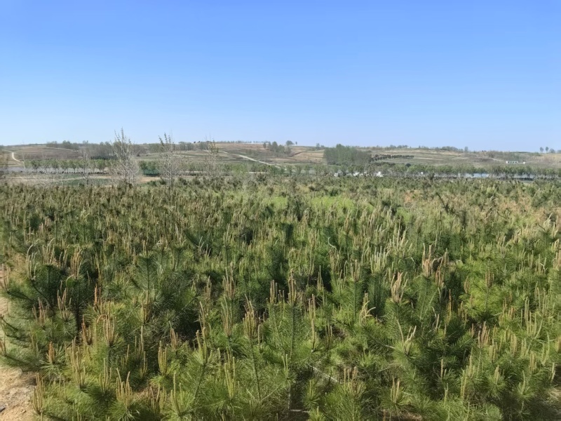 基地直销油松，油松杯苗，规格50-150公分，油松苗