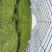 茼蒿菜