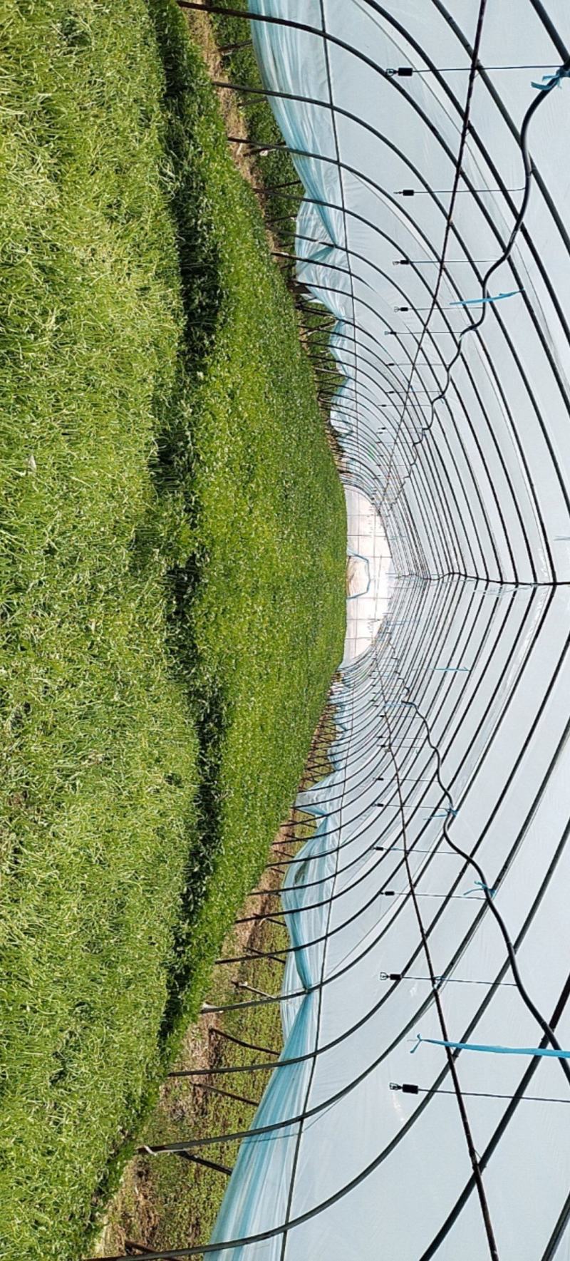 茼蒿菜
