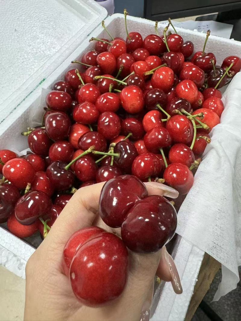 烟台栖霞大樱桃
