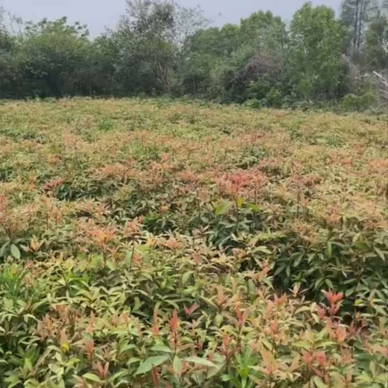 楠木）奉新县邹家苗圃基地大量供应，品质保证诚信第一