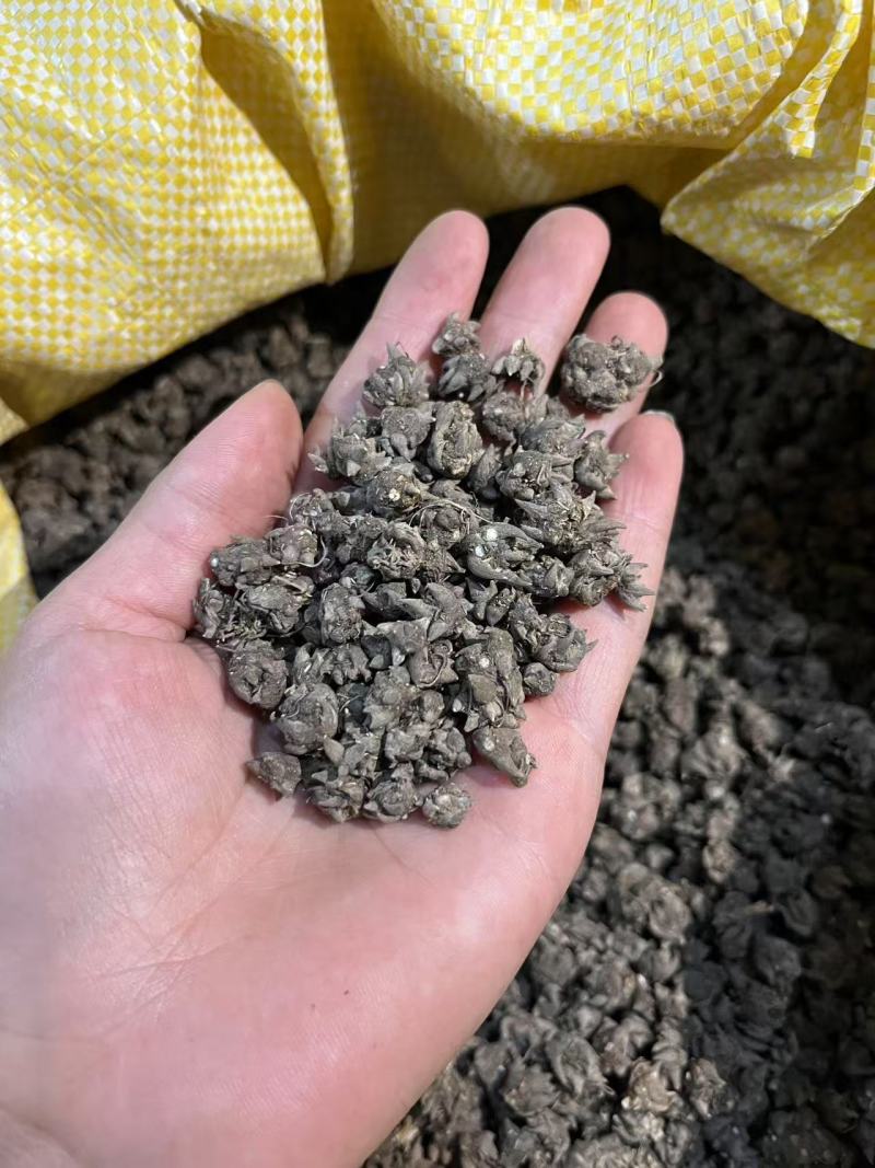 中药猫爪草野生猫爪草水洗干货品质保证支持批发零售