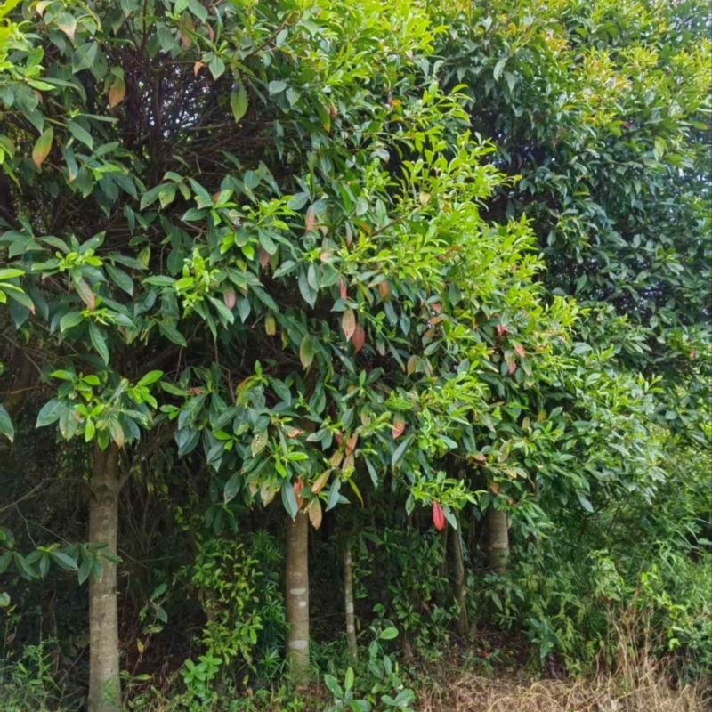 杜英：邹家苗圃大量供应杜英杯苗欢迎老板来电咨询