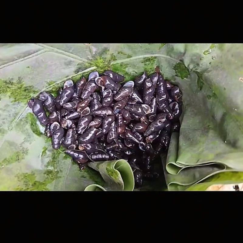 小溪清水螺
