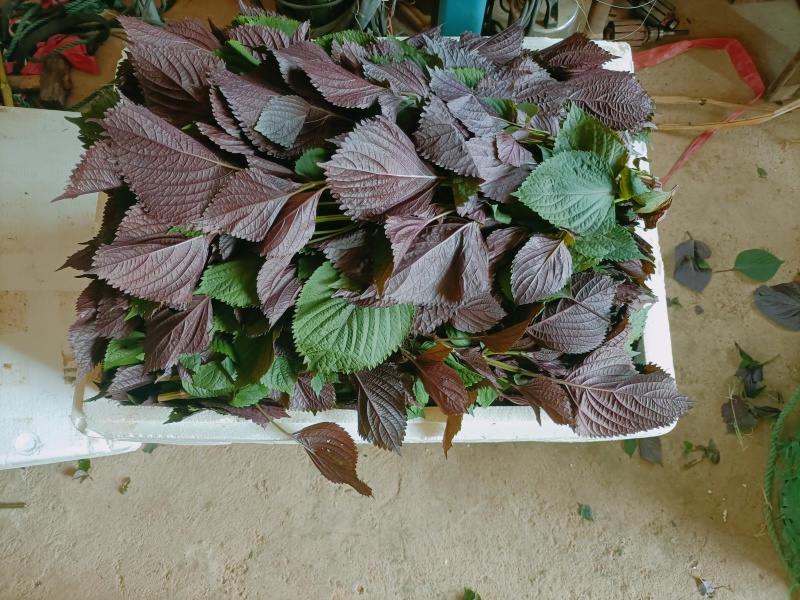 食用.药用.新鲜紫苏叶产地货源充足量大价优欢迎电话洽谈
