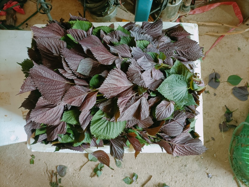 食用.药用.新鲜紫苏叶产地货源充足量大价优欢迎电话洽谈