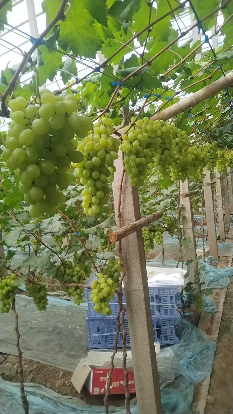 维多利亚葡萄大量了口感细腻，甜