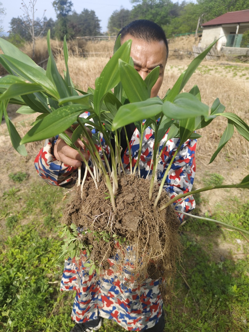 黄精青苗