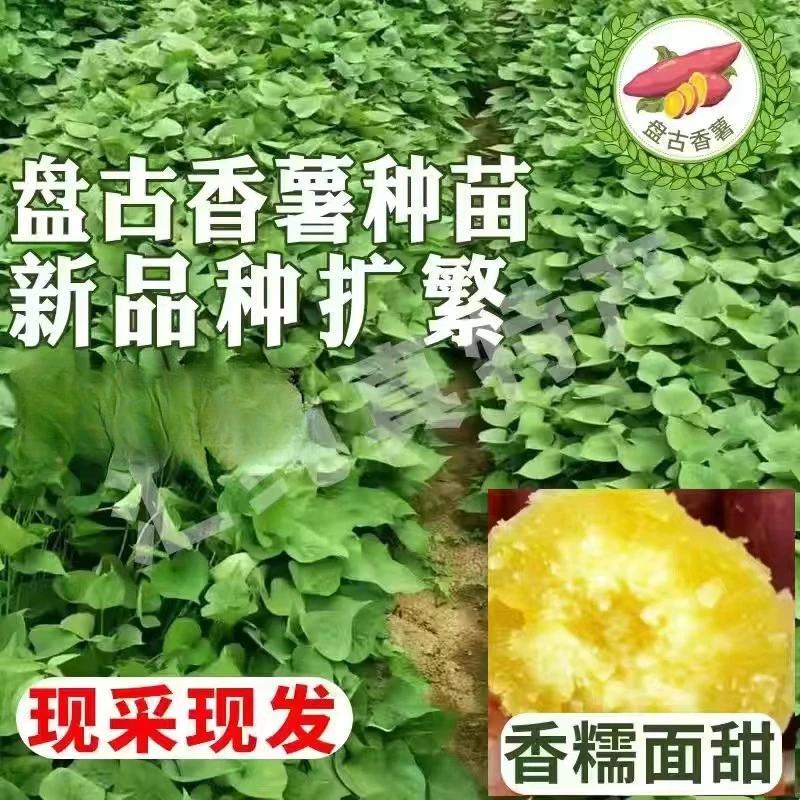 红薯苗（哈蜜、心香、西瓜红、商薯等），原种一代