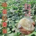红薯苗（哈蜜、心香、西瓜红、商薯等），原种一代