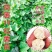 红薯苗（哈蜜、心香、西瓜红、商薯等），原种一代