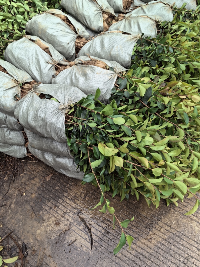 油茶杯苗