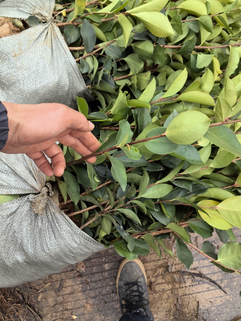 油茶杯苗