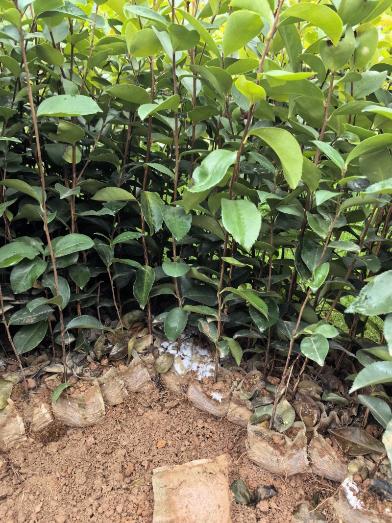 油茶杯苗