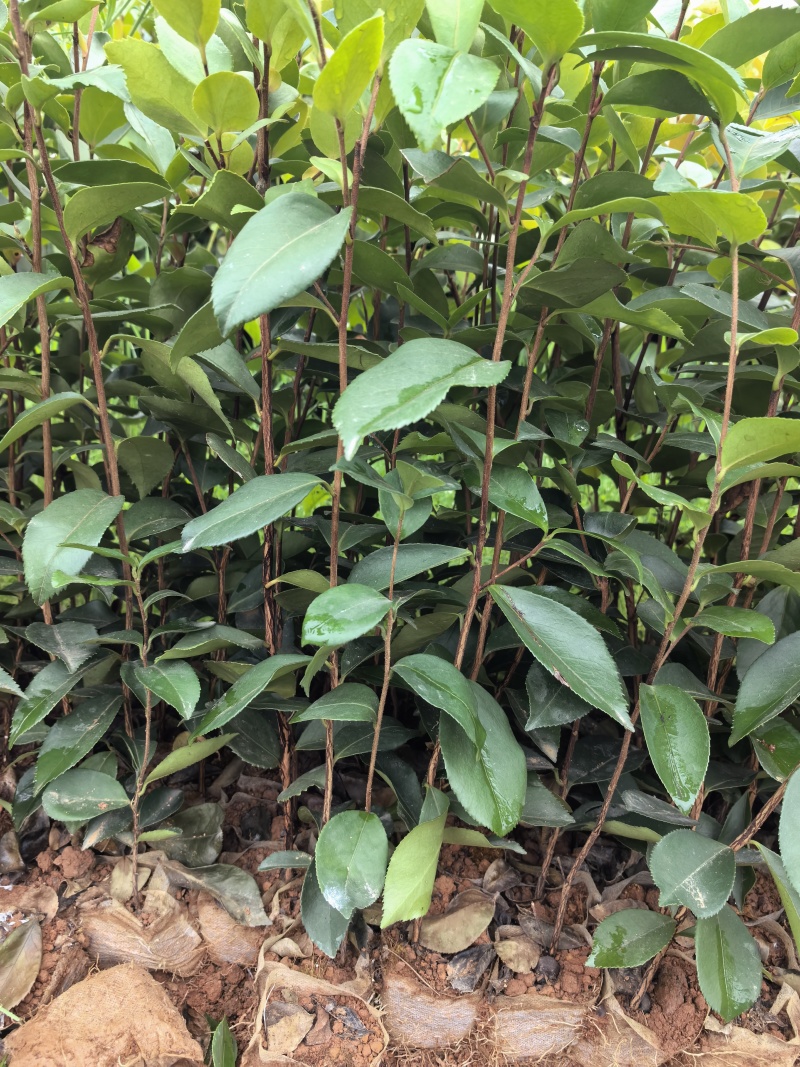 油茶杯苗
