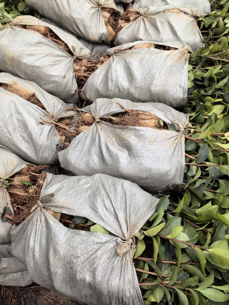 油茶杯苗
