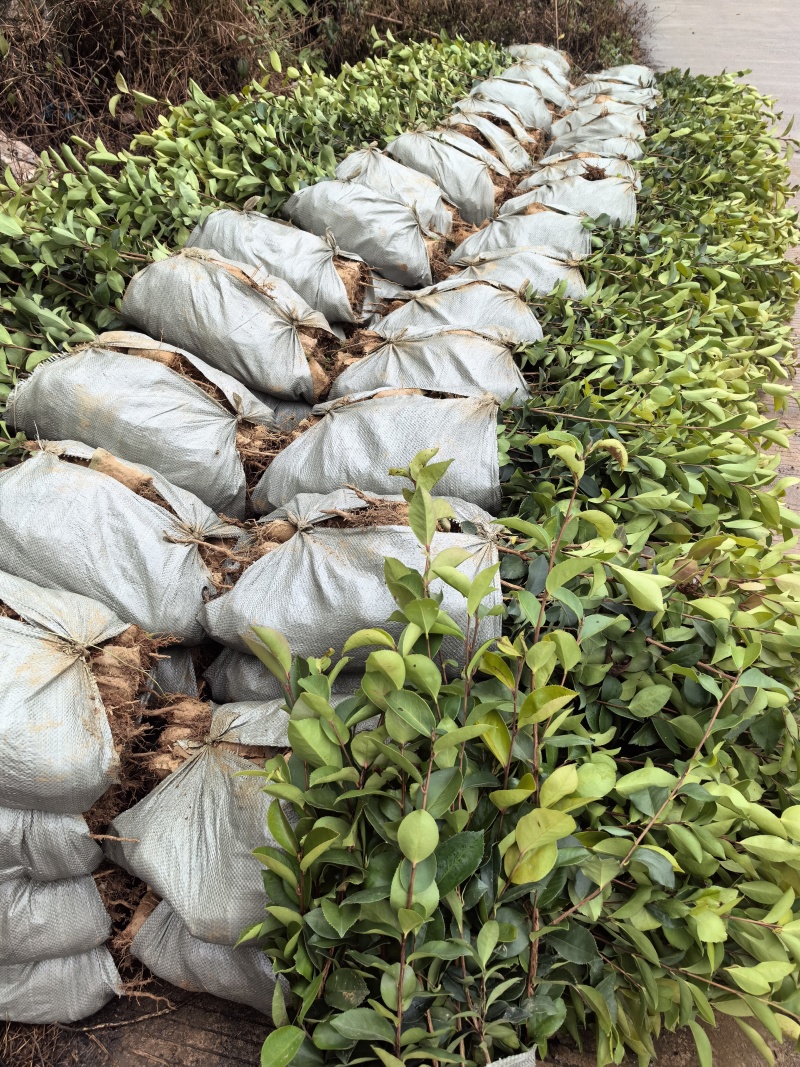 油茶杯苗