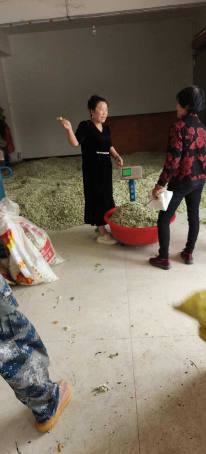 大山里的洋槐花，货源充足，供获全国各地，一条龙服务，加冰
