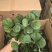 小盼菩提树盆栽带果办公室桌面绿植盆景客厅中式禅意植物摆件好养