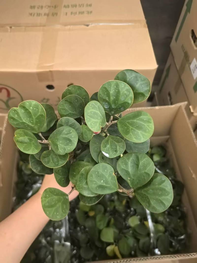 小盼菩提树盆栽带果办公室桌面绿植盆景客厅中式禅意植物摆件好养